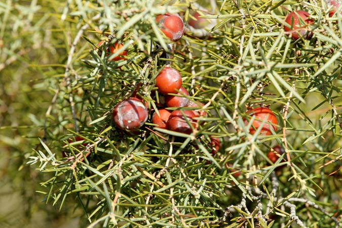 Càdec (Juniperus oxycedrus)