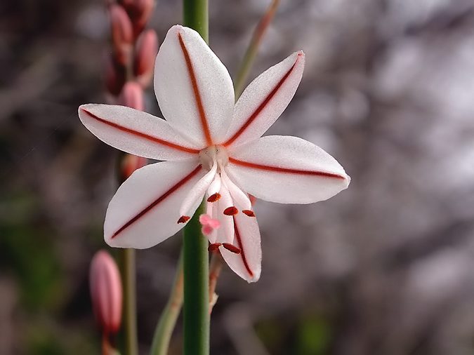 Cebollí, Gamoncillo (Asphodelus fistulosus L.)