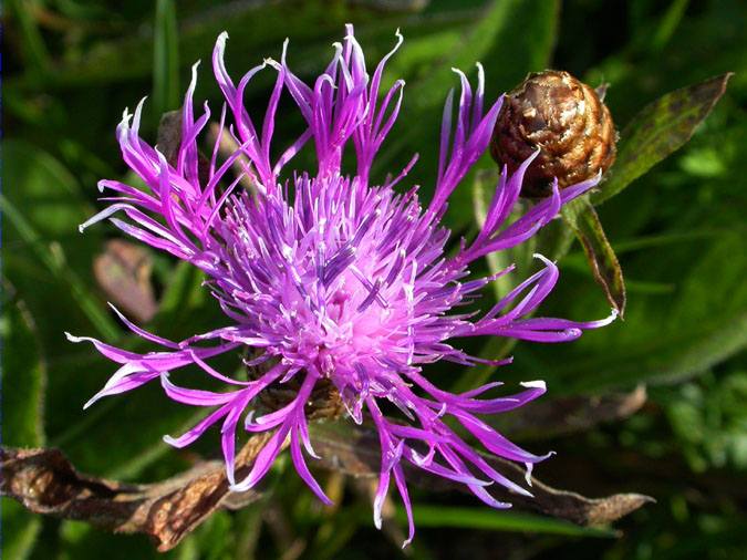 Centaurea montana