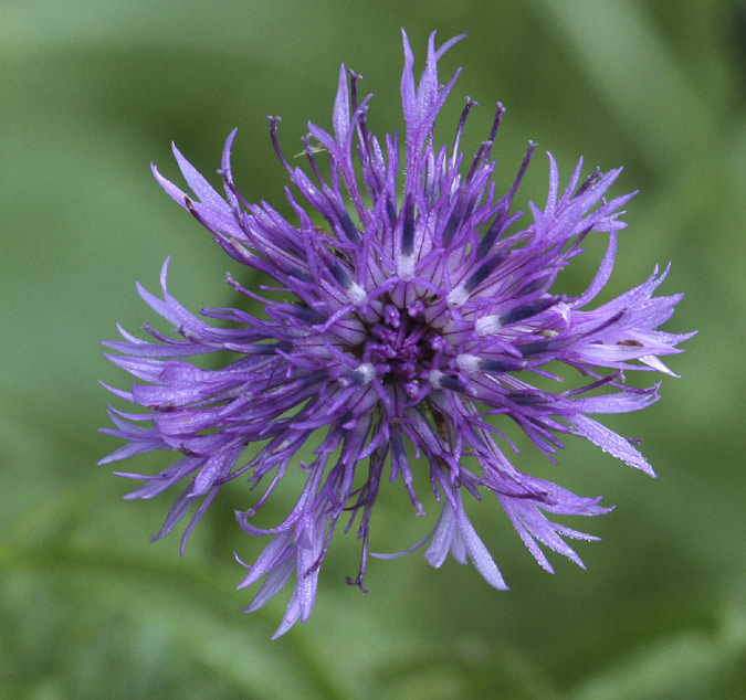 Centàurea montana (Centaurea montana)