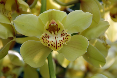 Cymbidium sp.