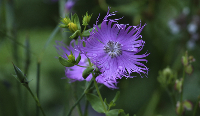 Clavell de pastor (Dianthus hyssopifolius)