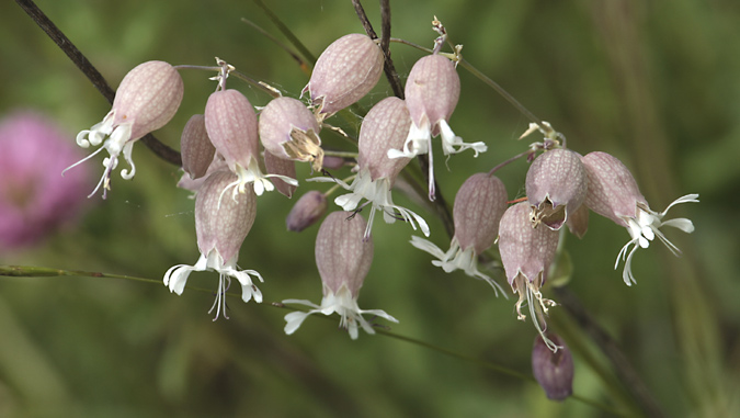 Colitxos o esclafidors (Silene vulgaris)