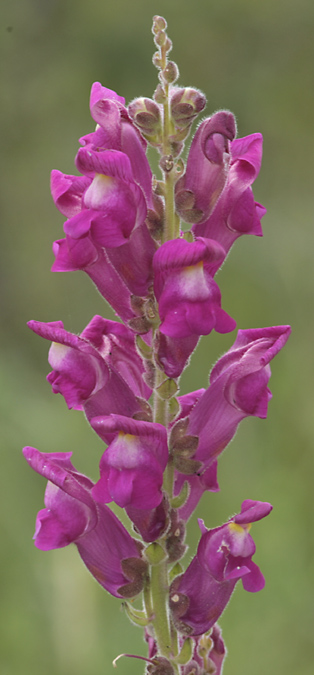 Conillets o l'antirrínum (Antirrhinum majus)