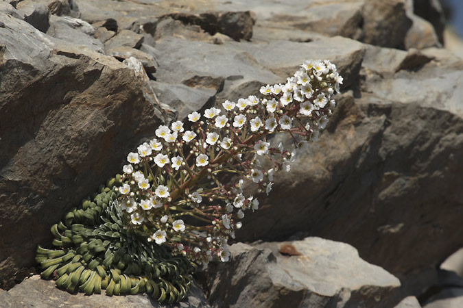 Corona de rei (S. longifolia)