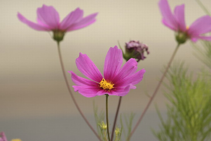 Cosmos bipinnatus