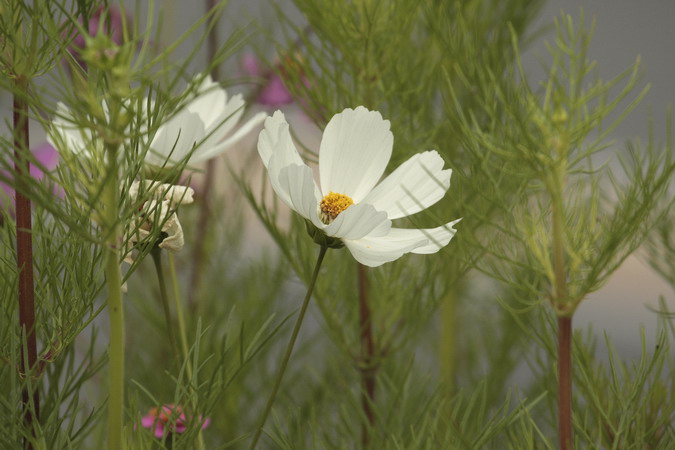 Cosmos bipinnatu