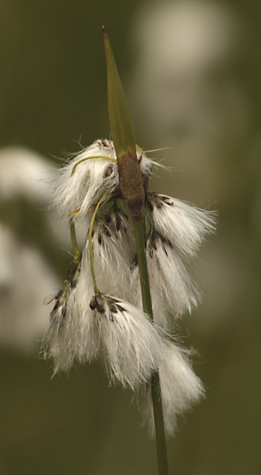 Cotonera angustifòlia (Eriophorum angustifolium)