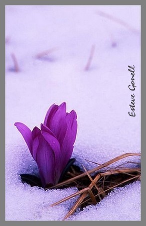 Crocus Vernus