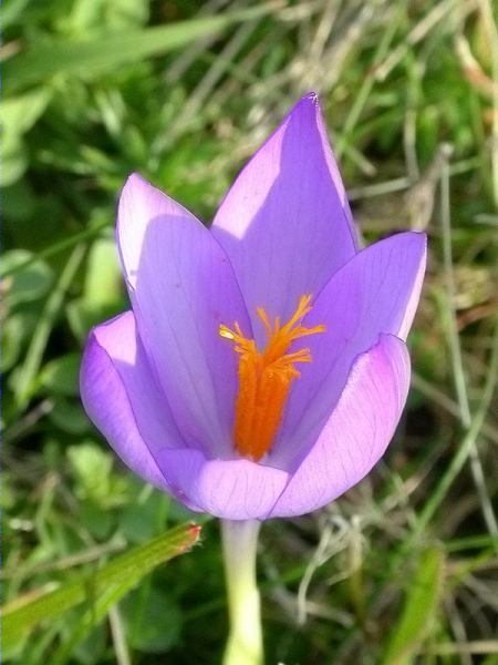 Safrà bord (Crocus nudiflorus)