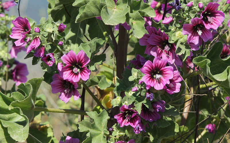 Malva arbòrea.