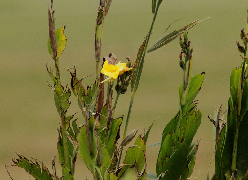 Canya d'Índies, Achira (Canna indica)