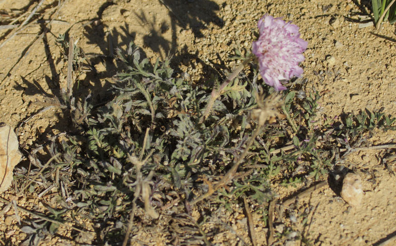 Scabiosa crenata
