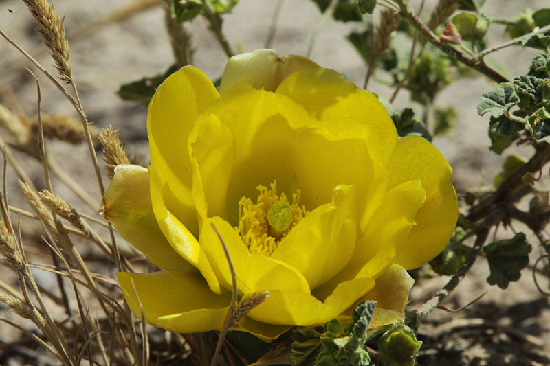 Figuera de moro (Opuntia ficus-indica).