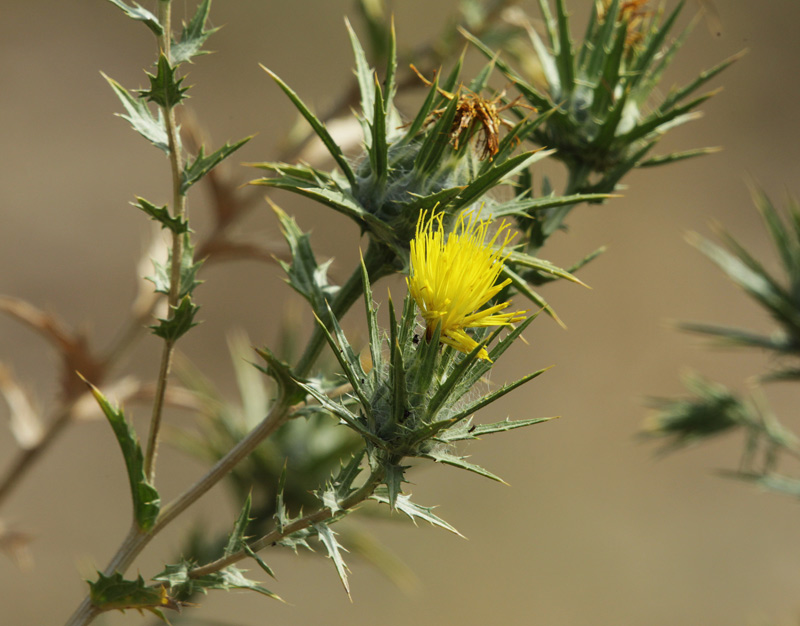 Card fuell (Carthanus lanatus) .