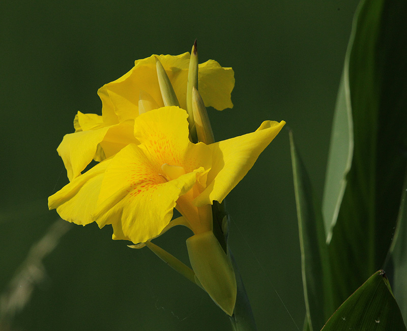 Canya d'Índies, Achira (Canna indica).