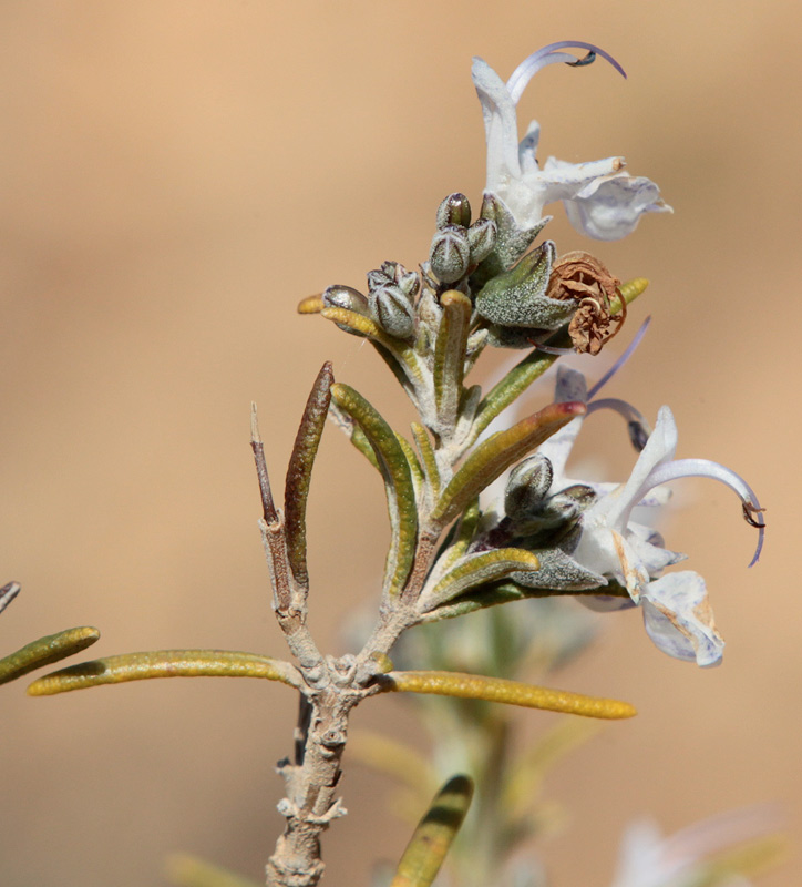 Romaní (Rosmarinus officinalis)