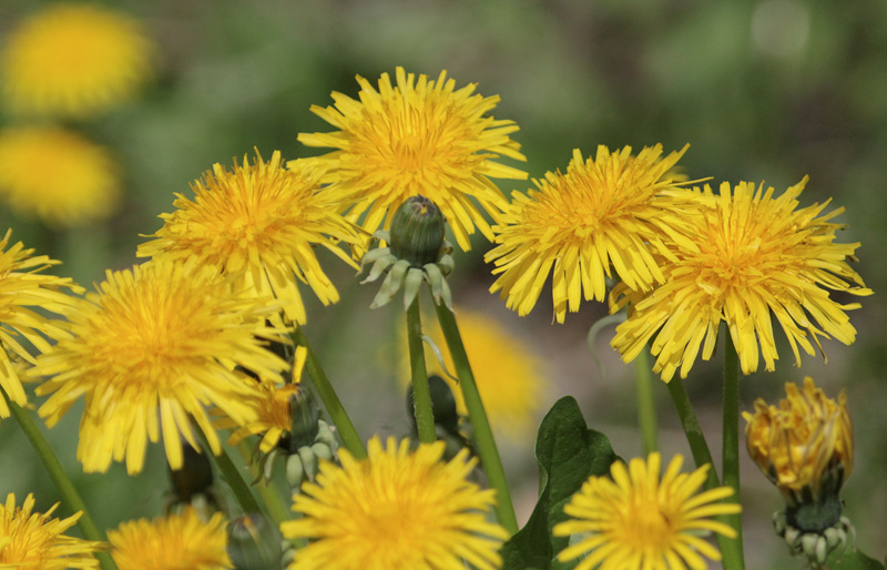 Dent de lleó (Taraxacum officinale)