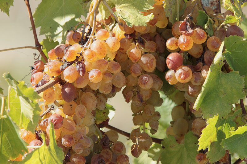 Raïm blanc (Vitis vinifera)