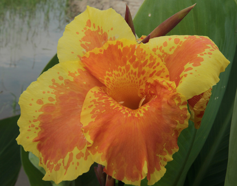 Achira (Canna indica) Cannaceae