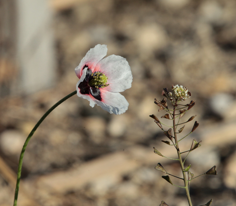 Roella blanca.