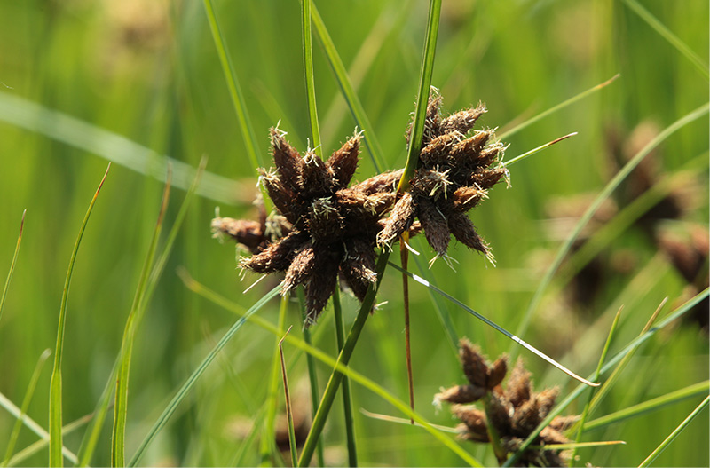 Jonca marítima (Scirpus maritimus )