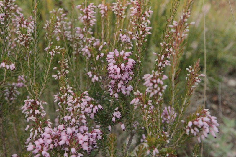 Bruc d'hivern  (Erica multiflora)