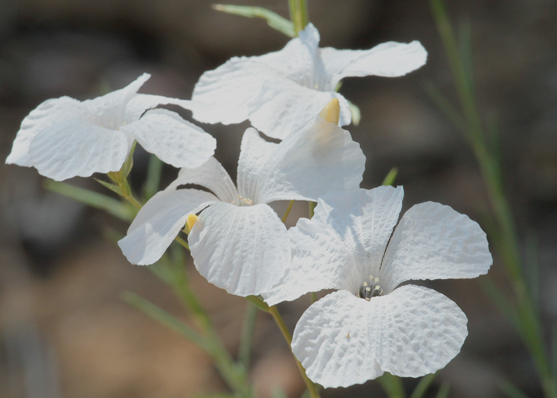 Lli blanc menut (Linum tenuifolium ssp.milletii)