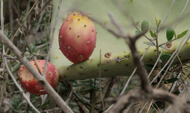 Figuera de moro (Opuntia ficus-indica)