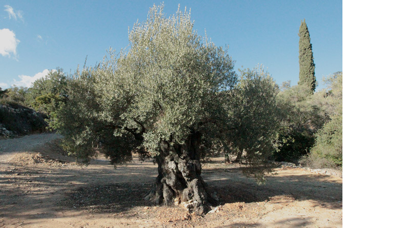 Oliveres mil·lenàries