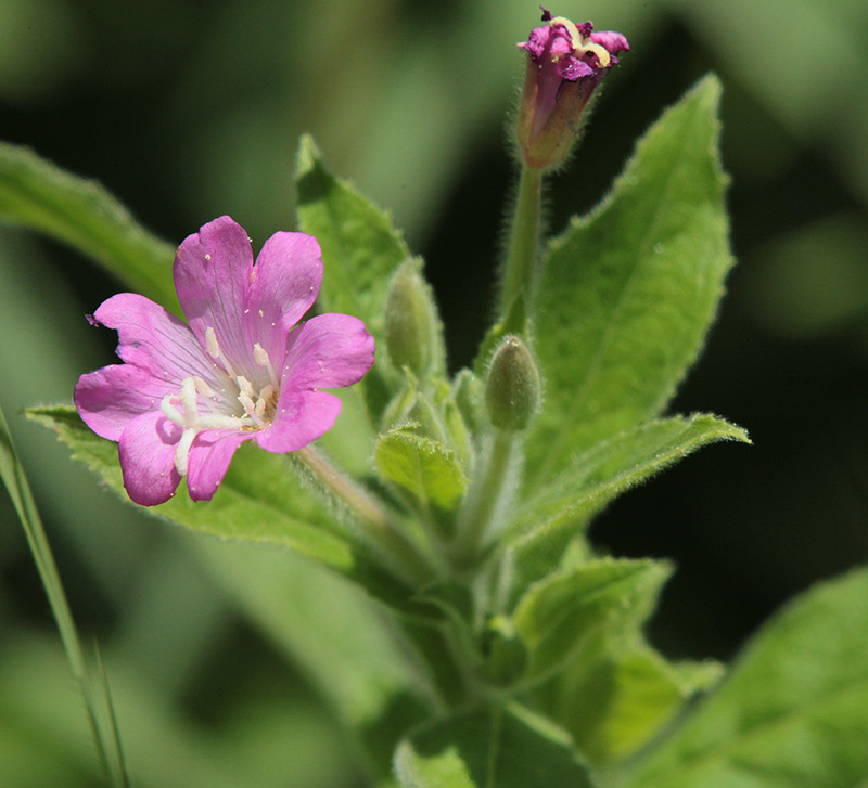 Epilobi hirtús (Epilobium hirsutum)