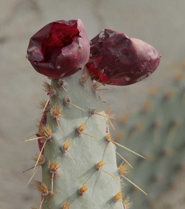 Figuera de moro (Opuntia ficus-indica)