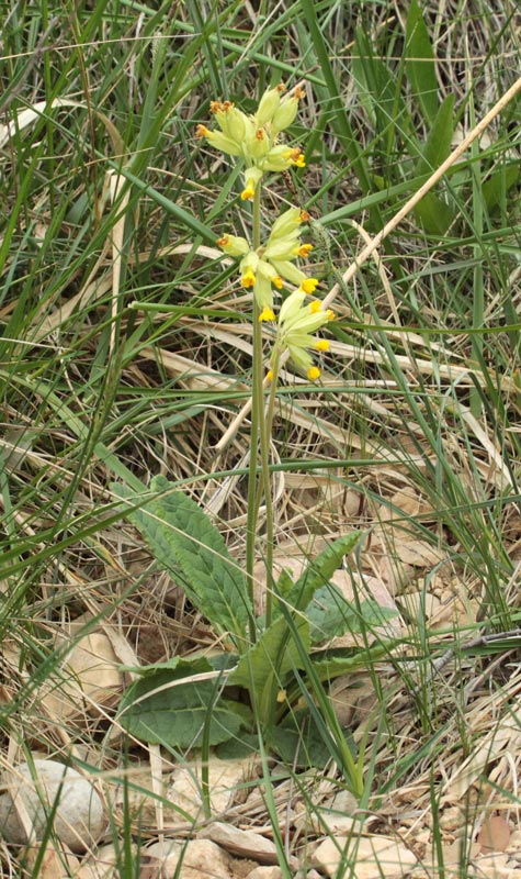 Cucuts (Primula veris).