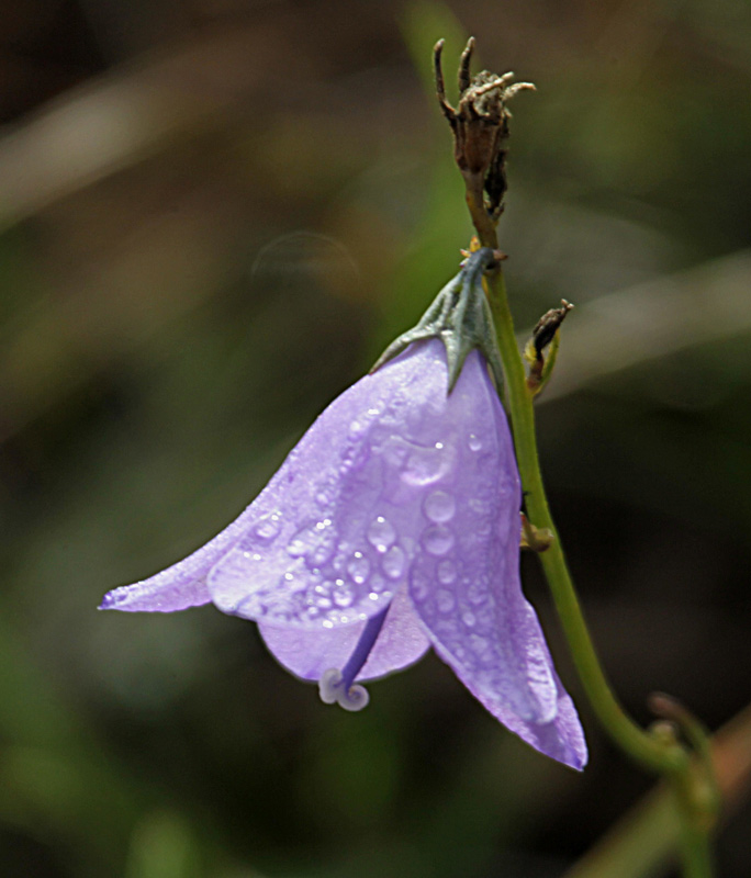 Campaneta de fulla rodona (Campanula rotundifolia)