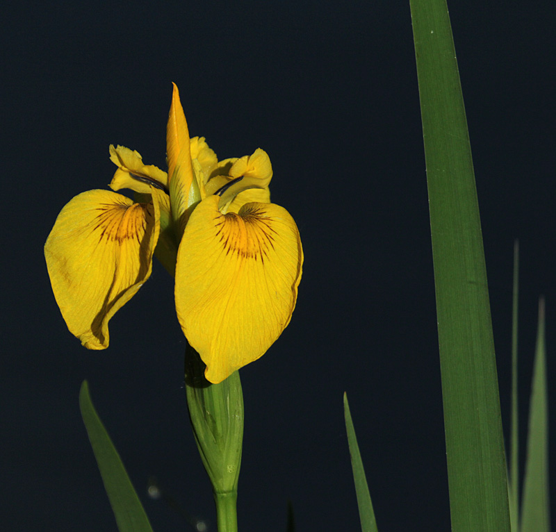 Lliri groc (Iris pseudacorus)