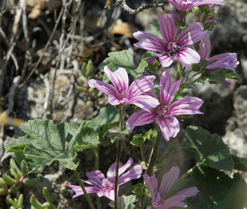 Malva (Malva sylvestris).