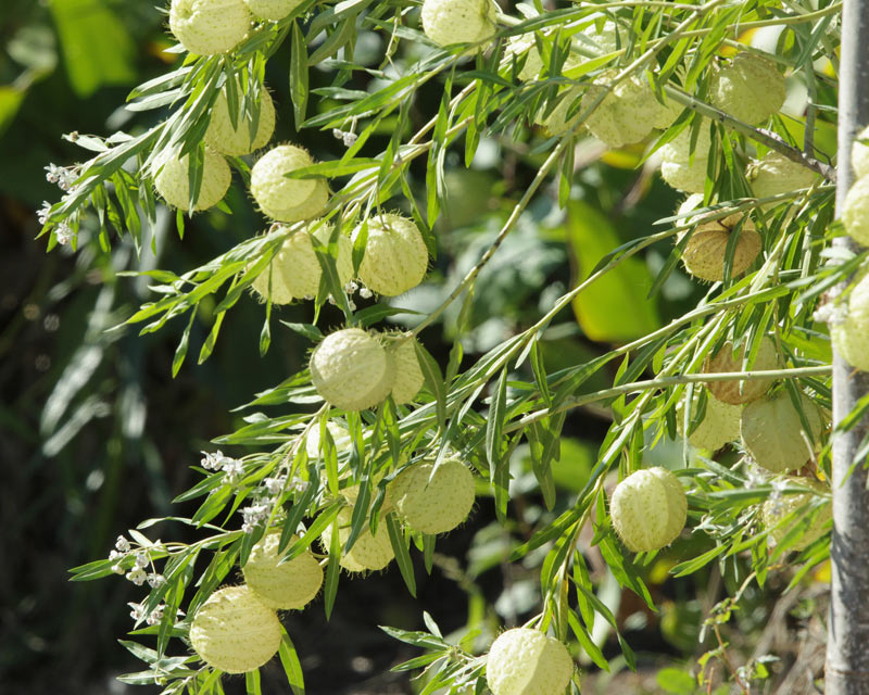 Gomphocarpus physocarpus.