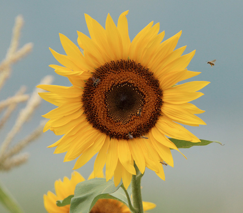 Gira-sol (Helianthus annuus)