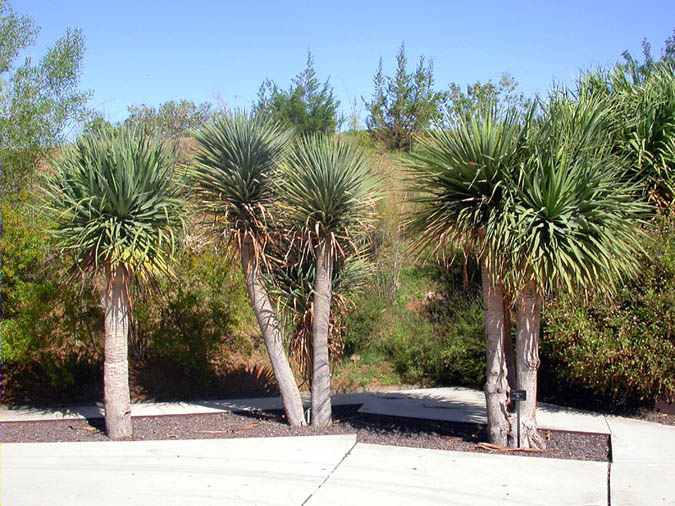 Drago (Dracaena draco)