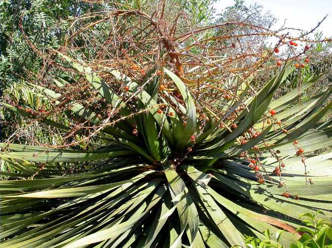 Fruits Drago (Dracaena draco)