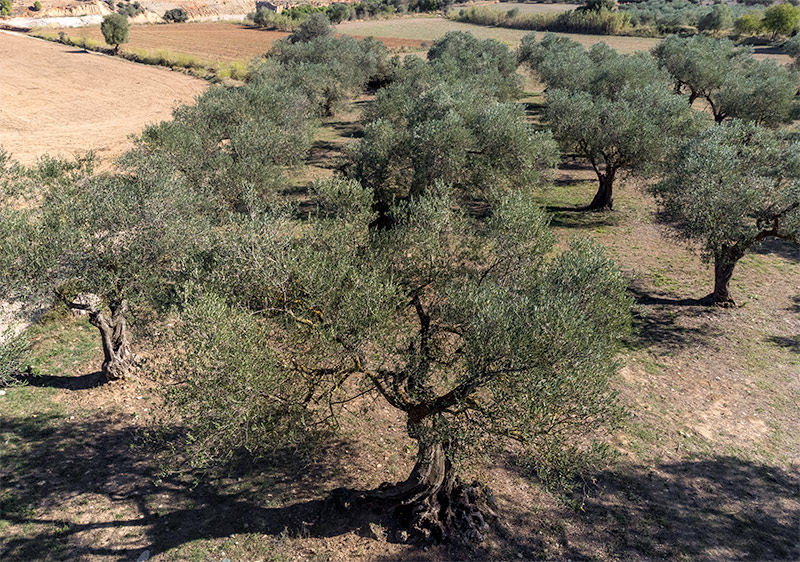 Oliveres centenàries / mil·lenàries