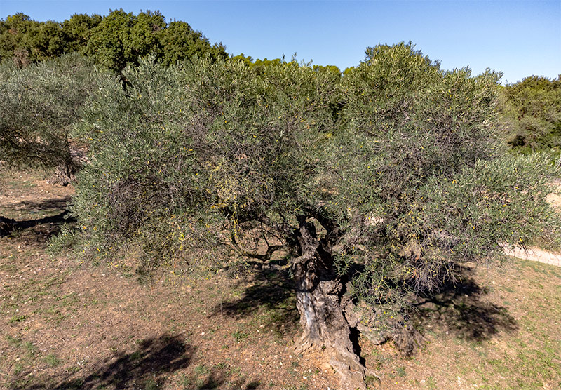 Oliveres centenàries / mil·lenàries