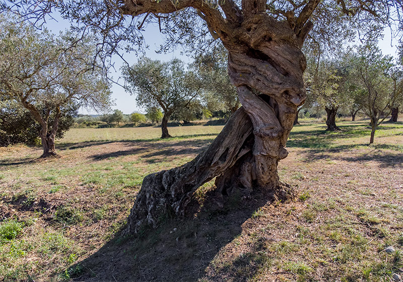 Oliveres centenàries / mil·lenàries