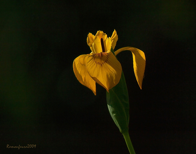 Senyals de primavera