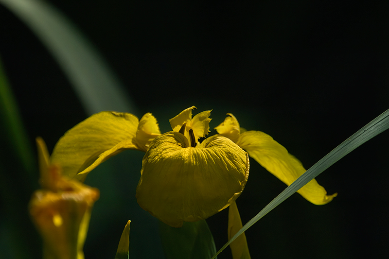 Lliri groc ( Iris pseudacorus )