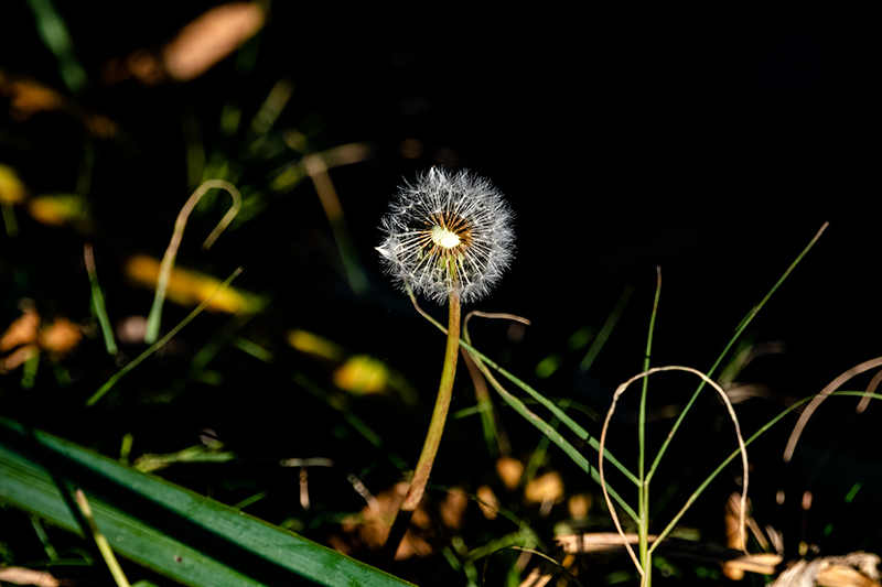 Dent de lleó (Taraxacum officinale)