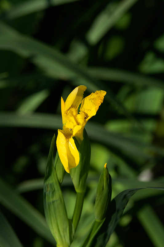 Lliri groc ( Iris pseudacorus )