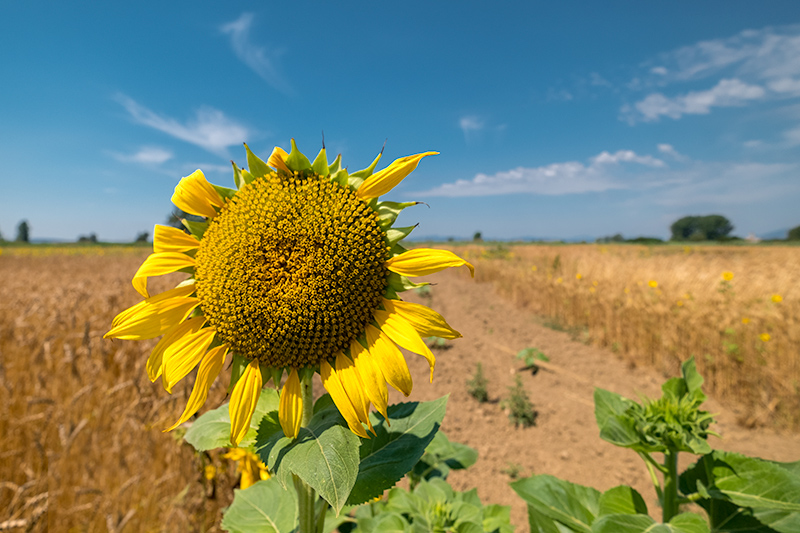 Girasol (Helianthus annuus)