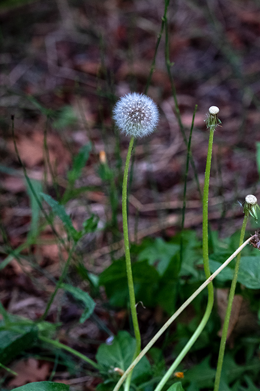 Dent de lleó (Taraxacum officinale)