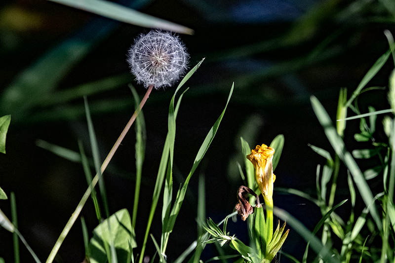 Dent de lleó (Taraxacum officinale)